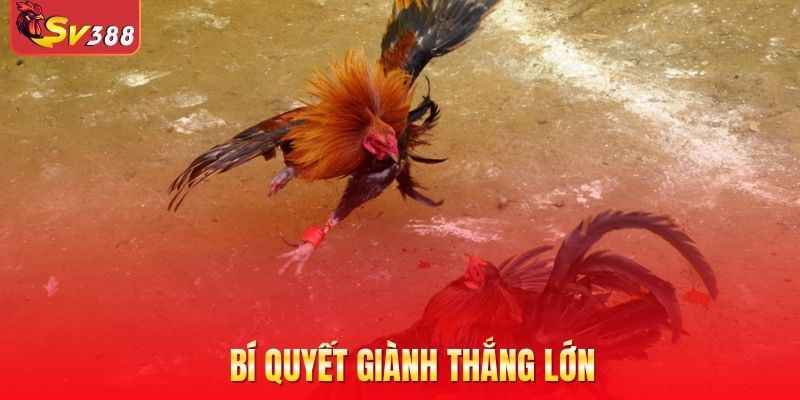 Bí quyết giành thắng lớn