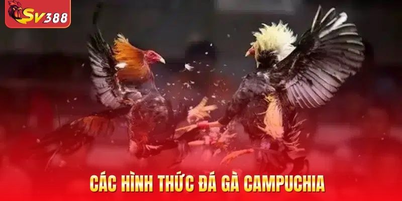 Các hình thức đá gà Campuchia