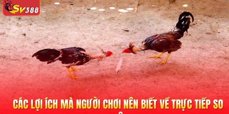 Các lợi ích mà người chơi nên biết về trực tiếp so kê