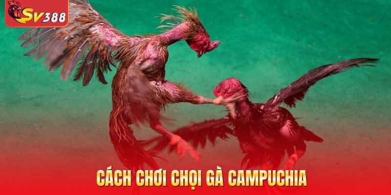 Cách chơi chọi gà Campuchia