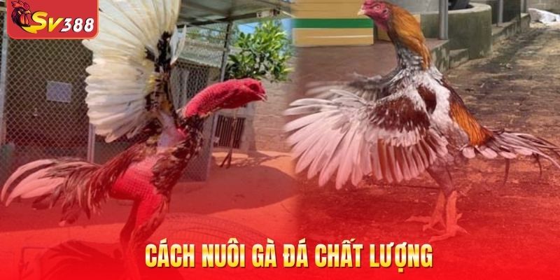 Cách nuôi gà đá chất lượng
