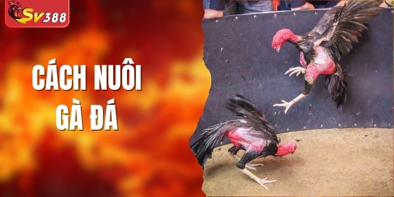 Cách Nuôi Gà Đá - Phương Pháp Dễ Dàng Cho Người Chơi