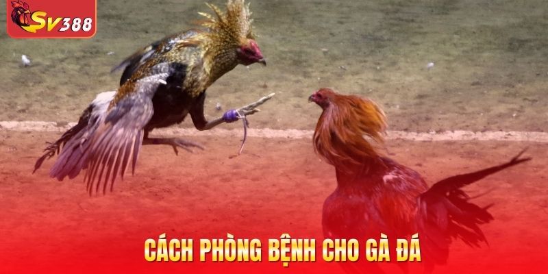 Cách phòng bệnh cho gà đá