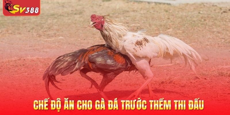 Chế độ ăn cho gà đá trước thềm thi đấu