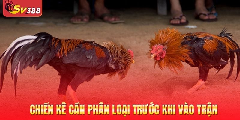 Chiến kê cần phân loại trước khi vào trận