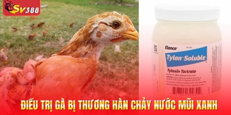 Chữa gà bị khò khè kèm theo phân màu sẫm