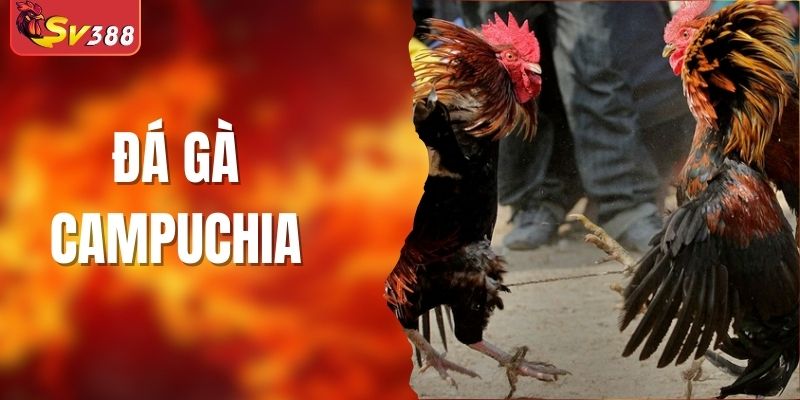 Đá Gà Campuchia - Thỏa Mãn Đam Mê Giải Trí Tại Sv388