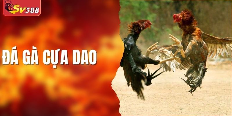 Đá Gà Cựa Dao - Hình Thức Cá Cược Ăn Khách Bậc Nhất