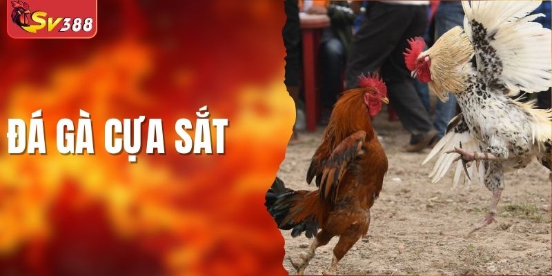 Đá Gà Cựa Sắt - Tổng Hợp Thông Tin Cần Biết Cho Tân Thủ
