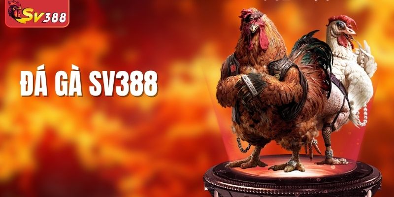 Đá Gà SV388 - Phát Sóng Trực Tiếp Các Giải Đấu Toàn Cầu