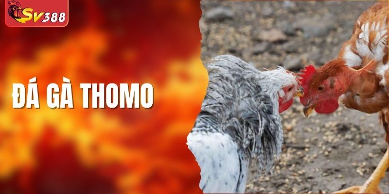 Đá Gà Thomo - Đấu Trường So Kê Cực Hot Tại SV388