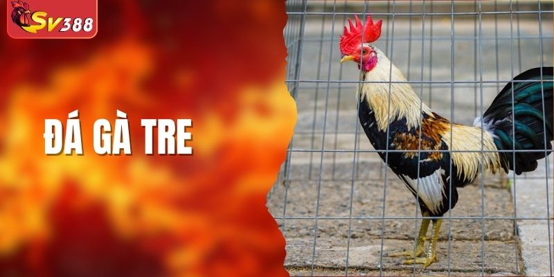 Đá Gà Tre - Kinh Nghiệm Chơi Siêu Chất Từ Chuyên Gia