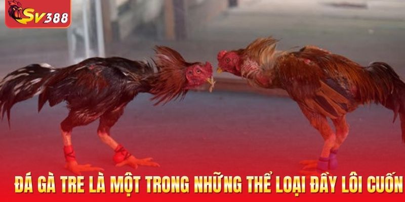 Đá gà tre là một trong những thể loại đầy lôi cuốn
