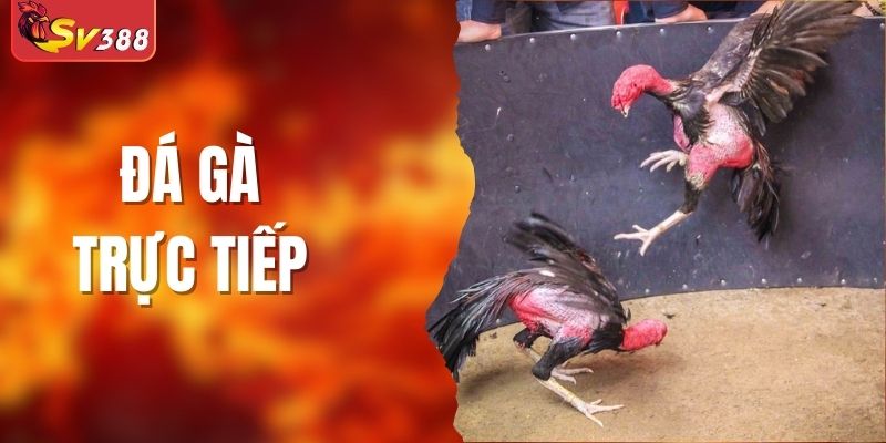 Đá Gà Trực Tiếp - Thể Loại Siêu Hot Trên Thị Trường