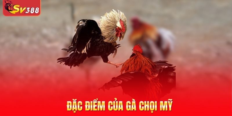 Đặc điểm của gà chọi Mỹ