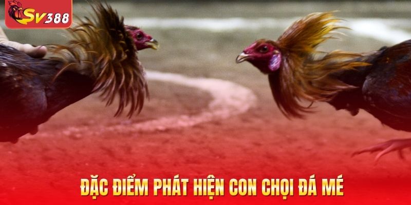 Đặc điểm phát hiện con chọi đá mé