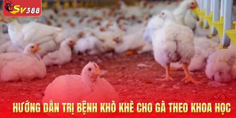 Dấu hiệu chứng tỏ gà đang khó thở