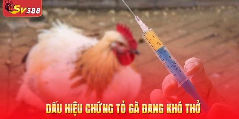 Điều trị gà bị thương hàn chảy nước mũi xanh