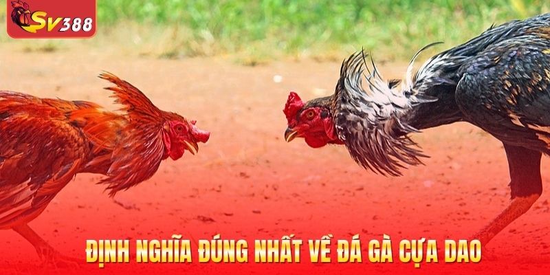 Định nghĩa đúng nhất về đá gà cựa dao