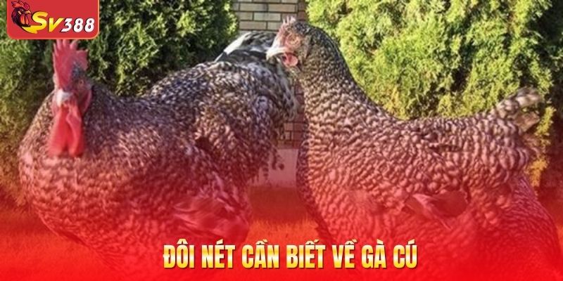Đôi nét cần biết về gà cú