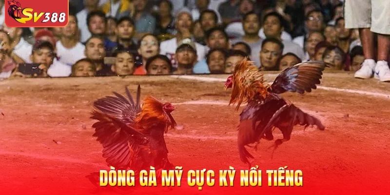 Dòng gà Mỹ cực kỳ nổi tiếng