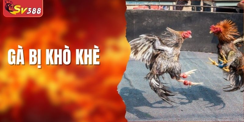 Gà Bị Khò Khè Là Sao? 4 Dấu Hiệu Và Cách Chữa Bệnh