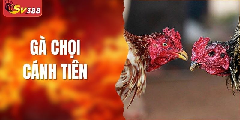 Gà Chọi Cánh Tiên Có Phẩm Chất Gì? Nuôi Gà Như Thế Nào?