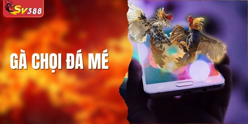 Gà Chọi Đá Mé: Đặc Điểm Và Cách Nuôi Dưỡng Chiến Kê
