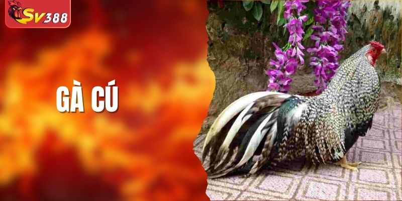 Gà Cú Là Gì? Cách Chọn Kê Tốt Mà Anh Em Cần Biết