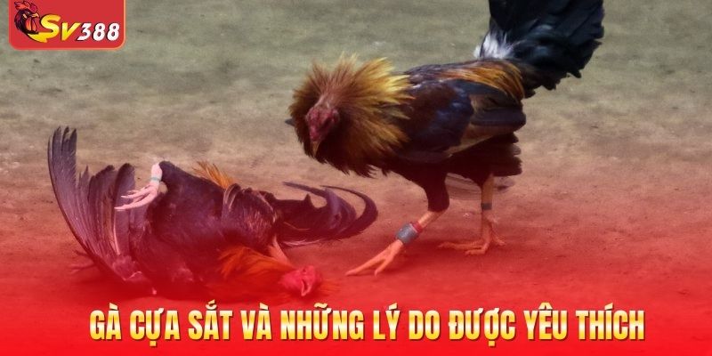 Gà cựa sắt và những lý do khiến chúng trở lên thu hút