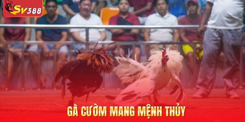 Gà cườm sở hữu các đặc điểm riêng biệt