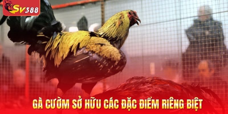 Gà cườm mang mệnh Thủy