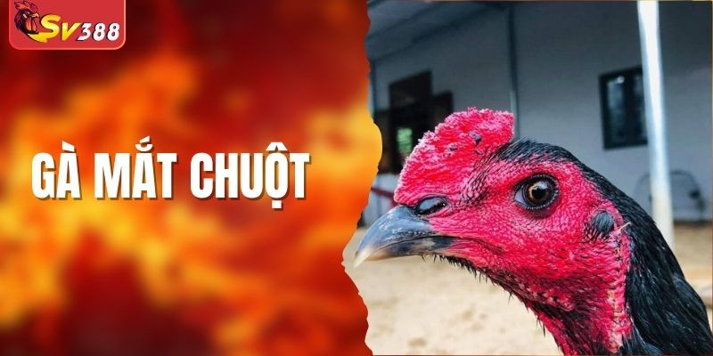 Gà Mắt Chuột Là Gì? Có Phải Chiến Kê Bất Bại Hay Không?