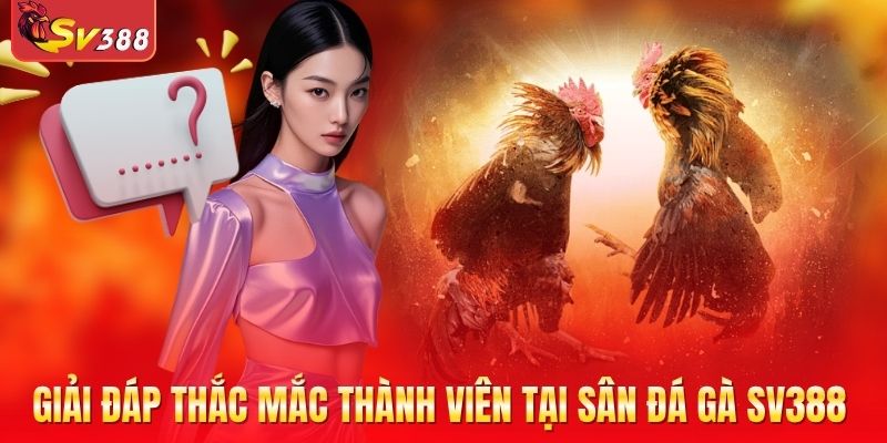 Giải đáp thắc mắc thành viên tại sân đá gà SV388