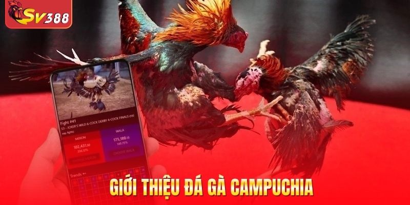 Giới thiệu đá gà Campuchia