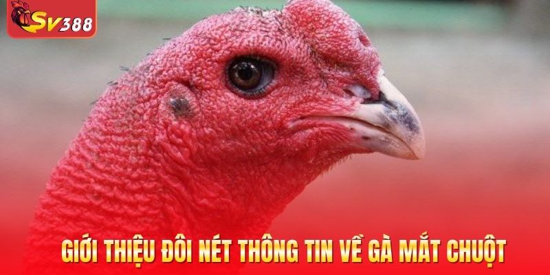 Giới thiệu đôi nét thông tin về gà mắt chuột