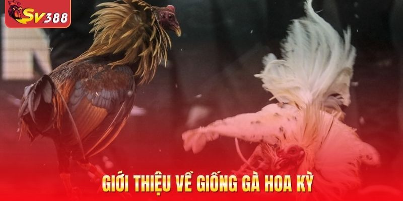 Giới thiệu về giống gà Hoa Kỳ