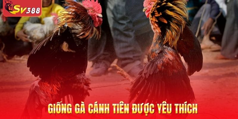 Giống gà cánh tiên được yêu thích