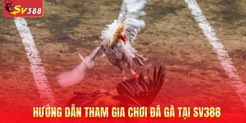 Hướng dẫn tham gia chơi đá gà tại SV388