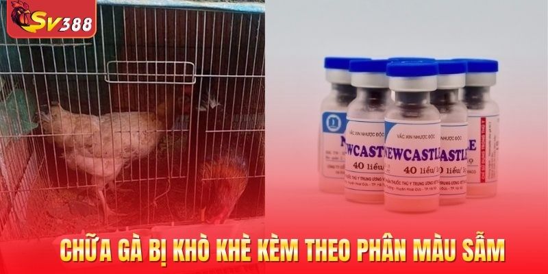 Hướng dẫn trị bệnh khò khè cho gà theo khoa học