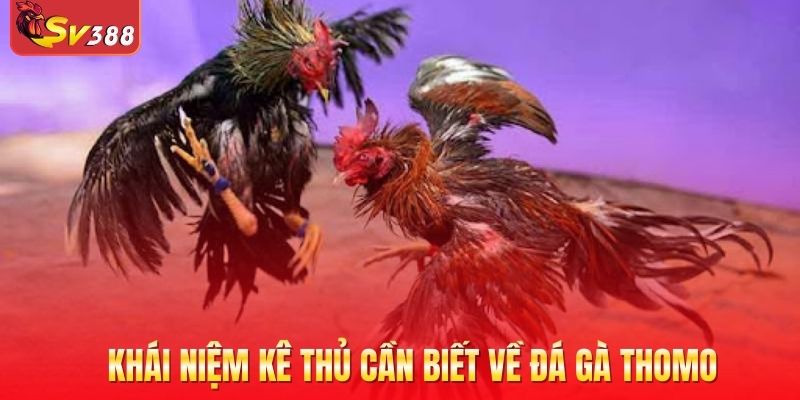 Khái niệm kê thủ cần biết về đá gà Thomo