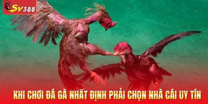 Khi chơi đá gà nhất định phải chọn nhà cái uy tín