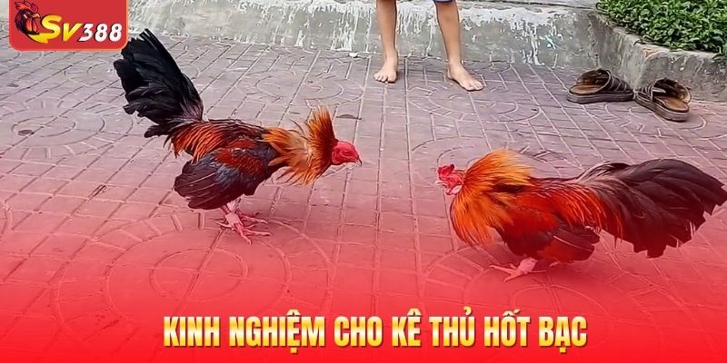Kinh nghiệm cho kê thủ hốt bạc