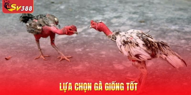 Lựa chọn gà giống tốt