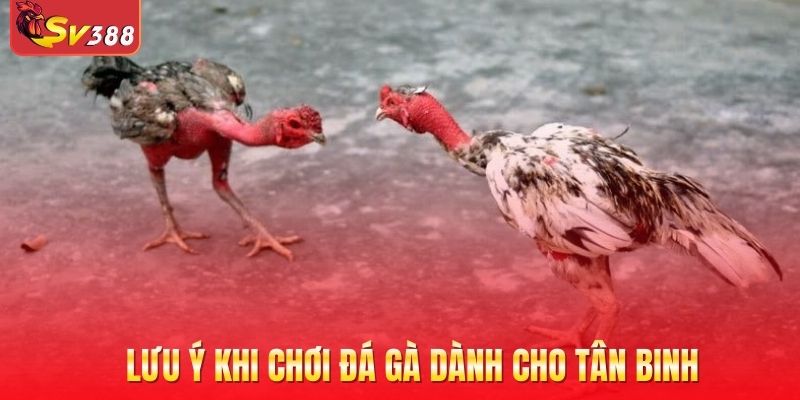 Lưu ý khi chơi đá gà dành cho tân binh