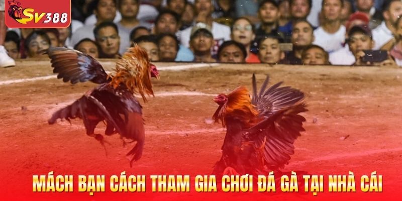 Mách bạn cách tham gia chơi đá gà tại nhà cái