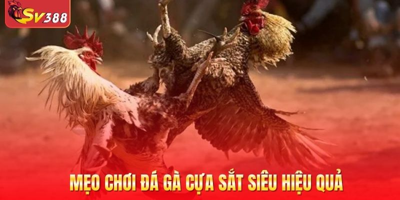 Mẹo chơi đá gà cựa sắt siêu hiệu quả