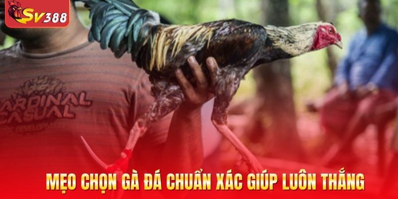 Mẹo chọn gà đá chuẩn xác giúp luôn thắng