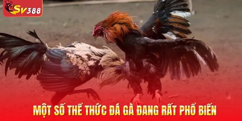 Một số thể thức đá gà đang rất phổ biến