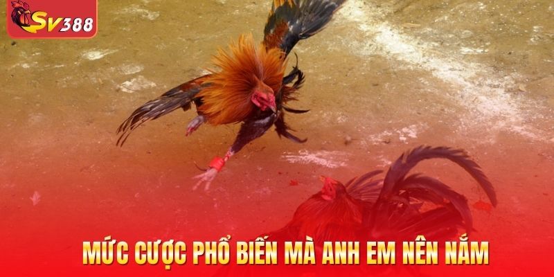 Mức cược phổ biến mà anh em nên nắm